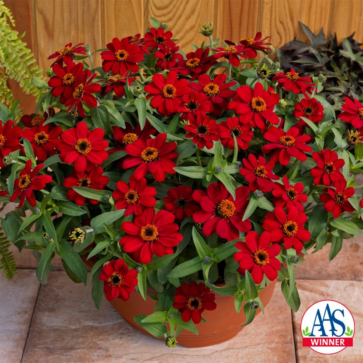 Profusion Red Zinnia