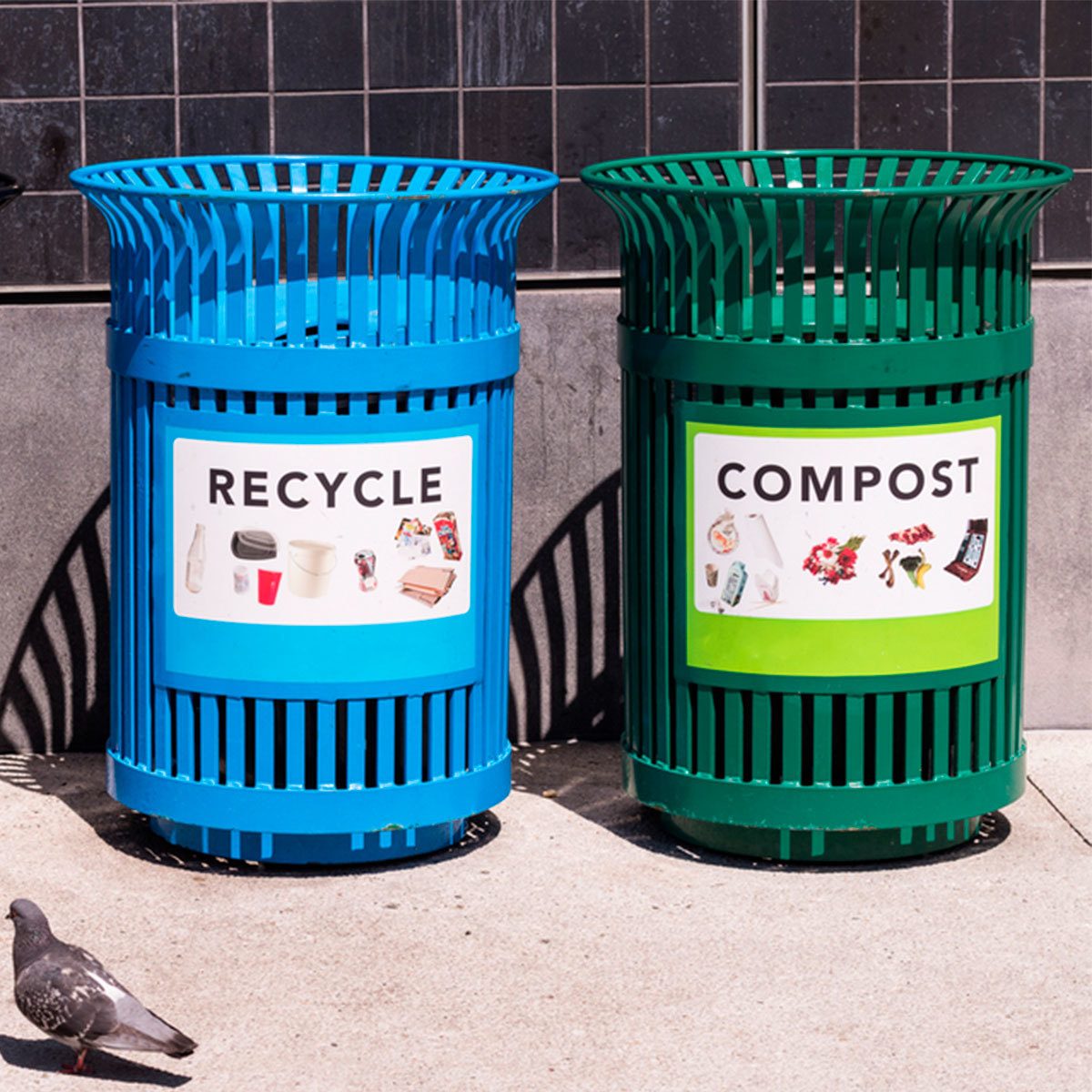 Two waste bins, blue labeled "RECYCLABLE" and green labeled "COMPOST," sit side by side on a concrete surface in sunlight, with a pigeon nearby.