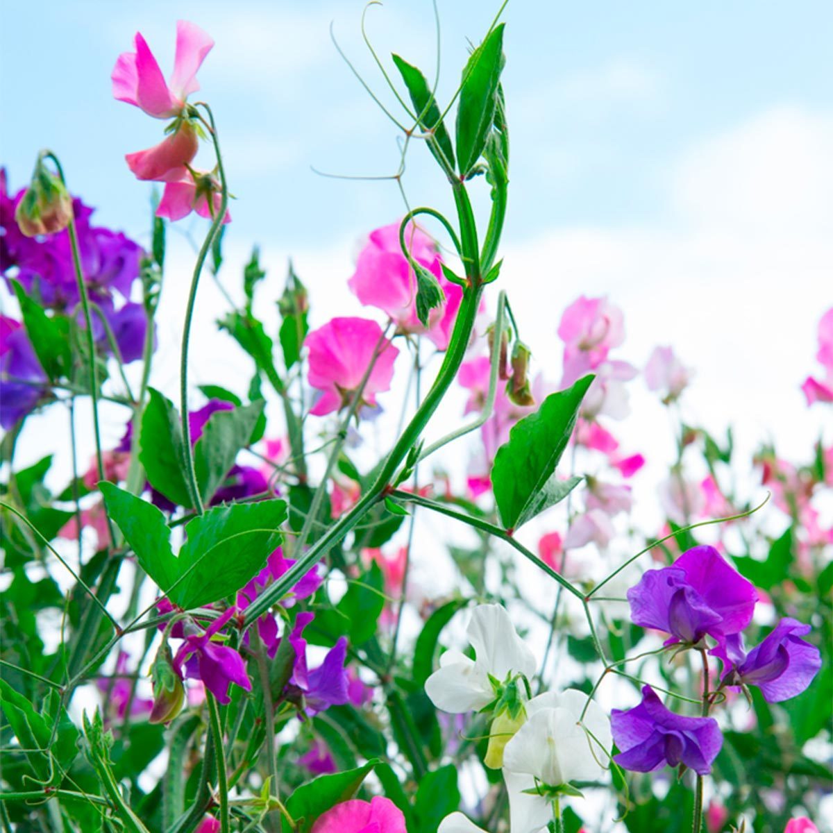 sweet pea flowers landscaping plants