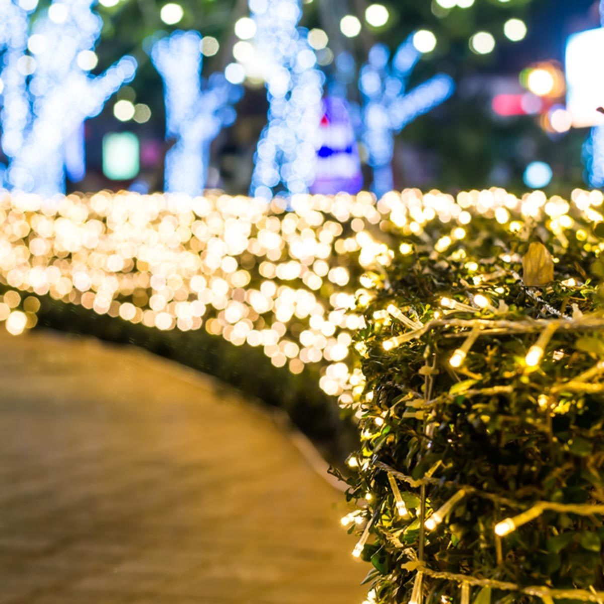 Backyard String Lights Ideas: Dress the Hedges