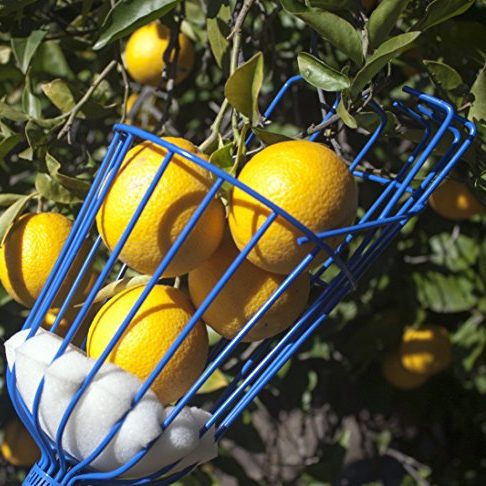 A blue fruit picker collects bright yellow oranges from a tree, surrounded by green leaves and additional oranges in the background.