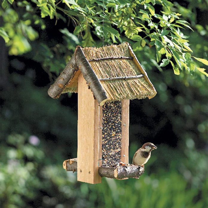 bird feeder with bird