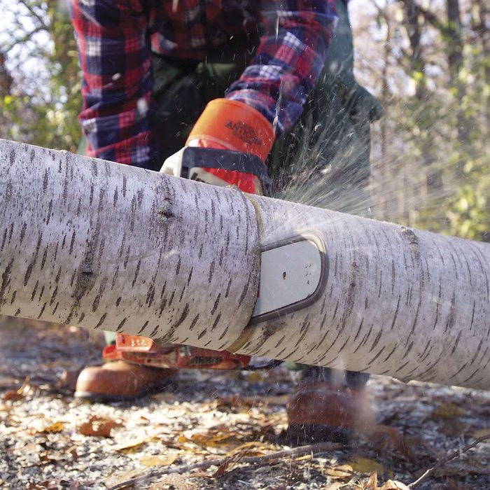 A person is cutting a birch log with a chainsaw in a forested area, surrounded by fallen leaves and trees in the background.