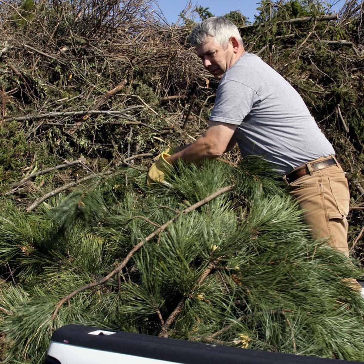 A man wearing a gray shirt and gloves lifts a pile of green pine branches amidst a backdrop of brush and clear blue skies.
