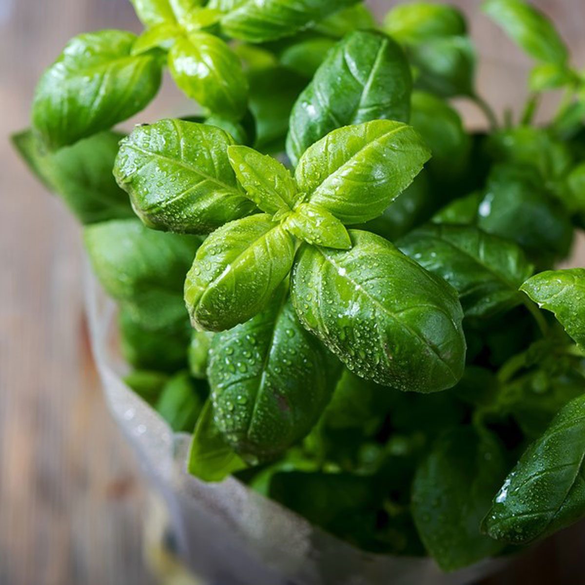 fresh herbs basil
