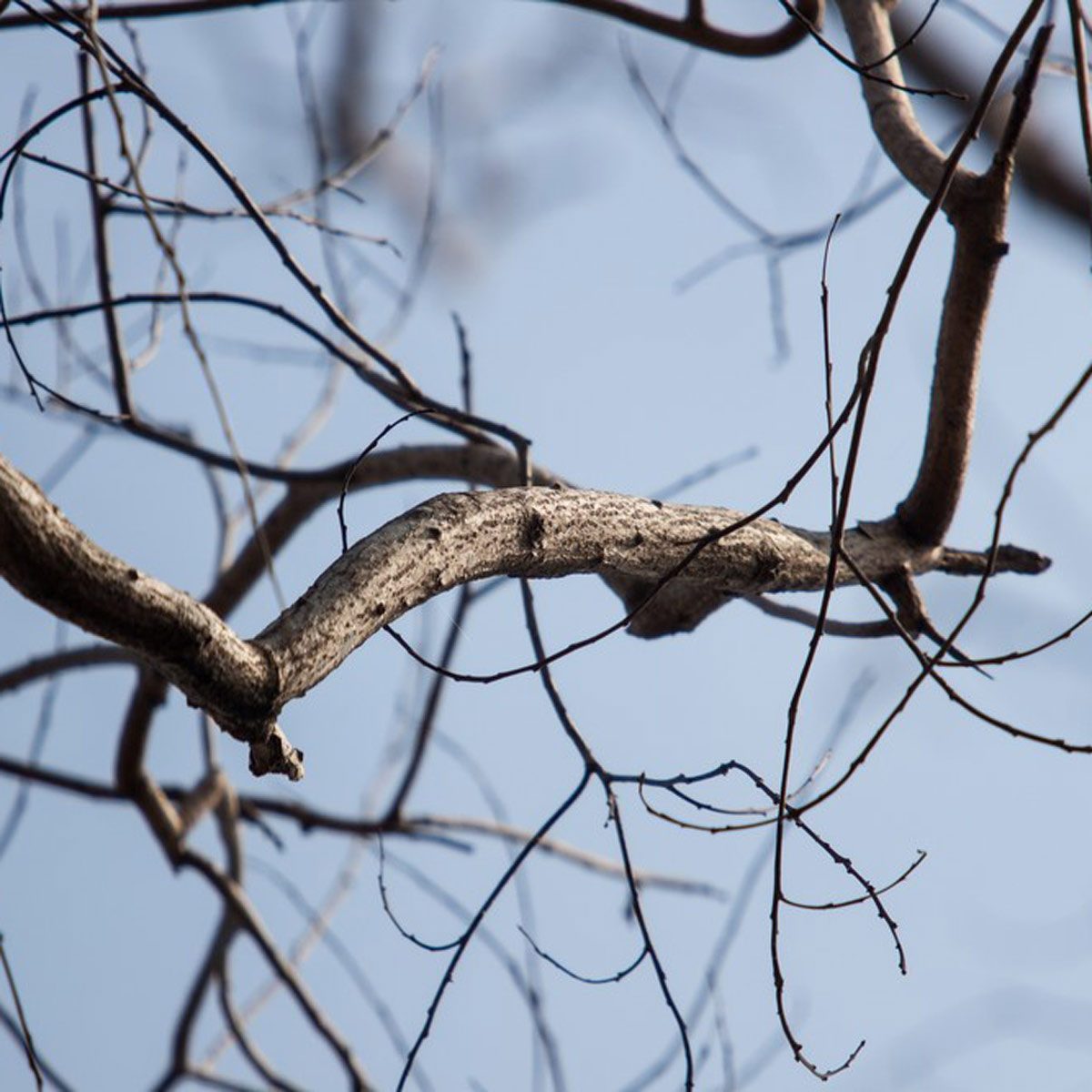 Dry Branch on a blue background