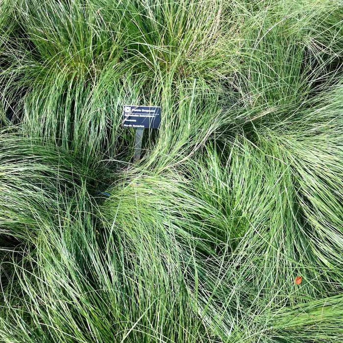 Dense green grass clusters fill the space, swaying slightly. A small sign identifies the plant, situated amidst the grass in a natural setting. Prairie Dropseed ornamental grass.