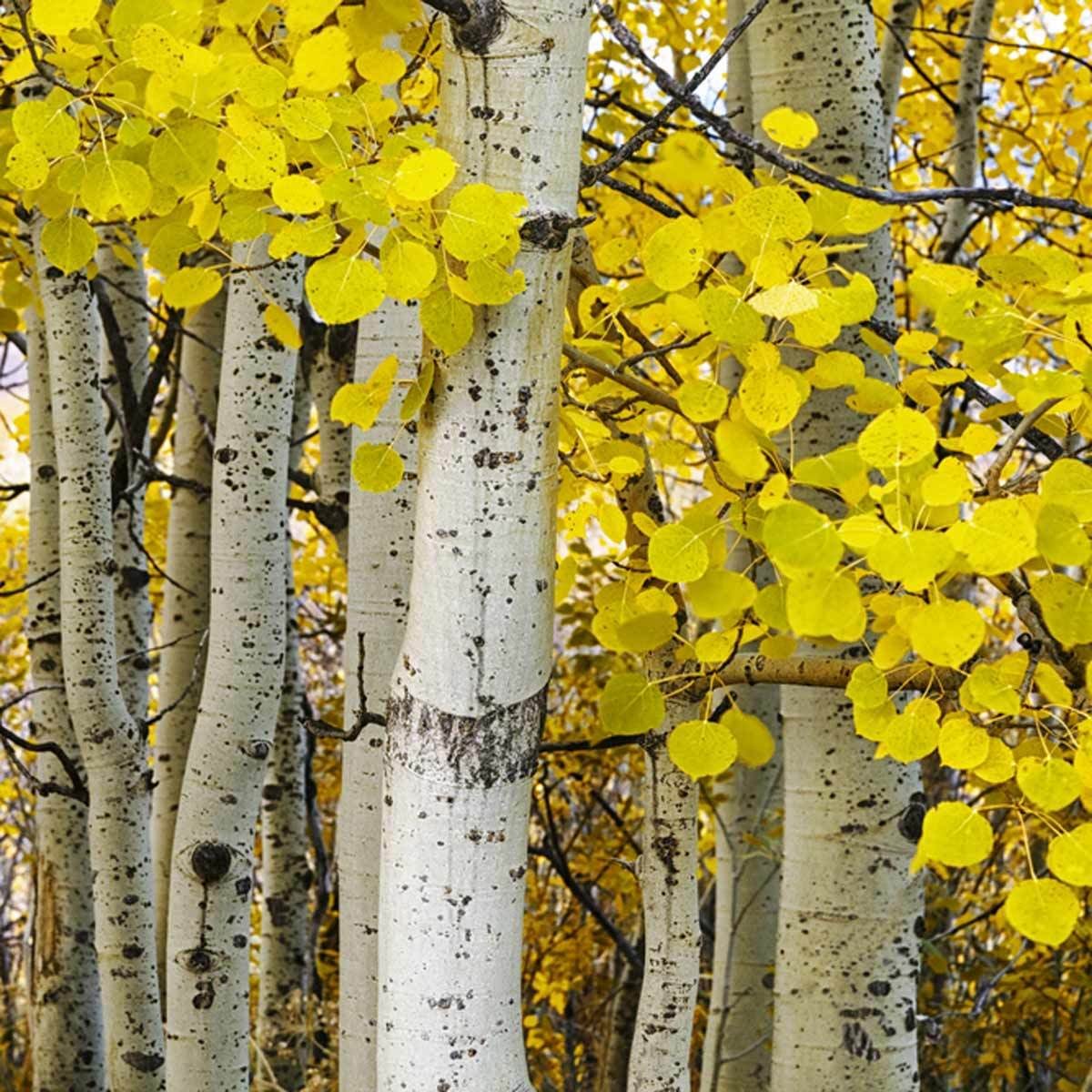 Aspen