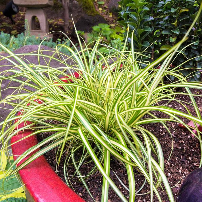 shutterstock_434872174 sedge ornamental grass