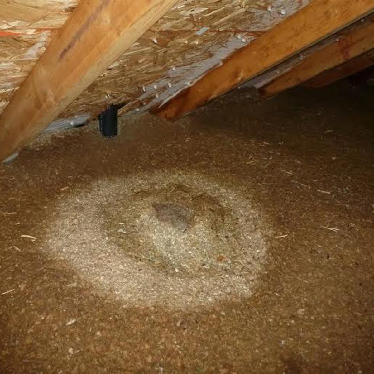 A circular patch of disturbed insulation material lies on the attic floor, indicating a possible nest or activity. Wooden beams frame the area above.