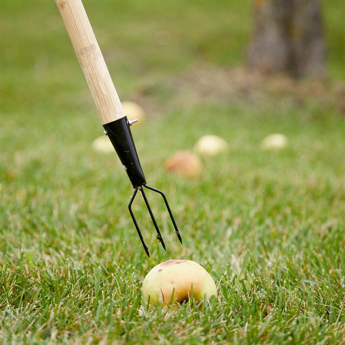 A three-pronged tool is poised above a fallen apple on grass, surrounded by several other apples scattered across the ground.