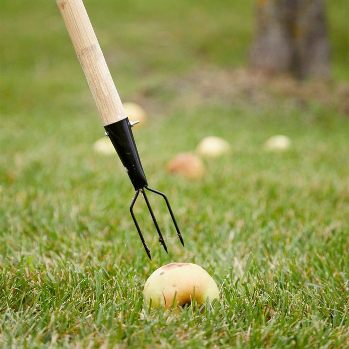 A three-pronged tool is poised above a fallen apple on grass, surrounded by several other apples scattered across the ground.