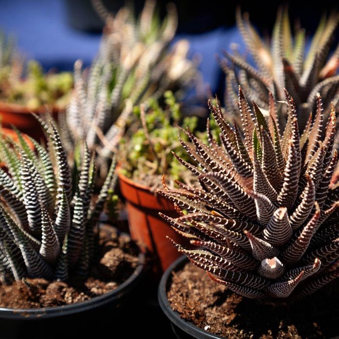 dfh12_shutterstock_651497608 succulents cactuses