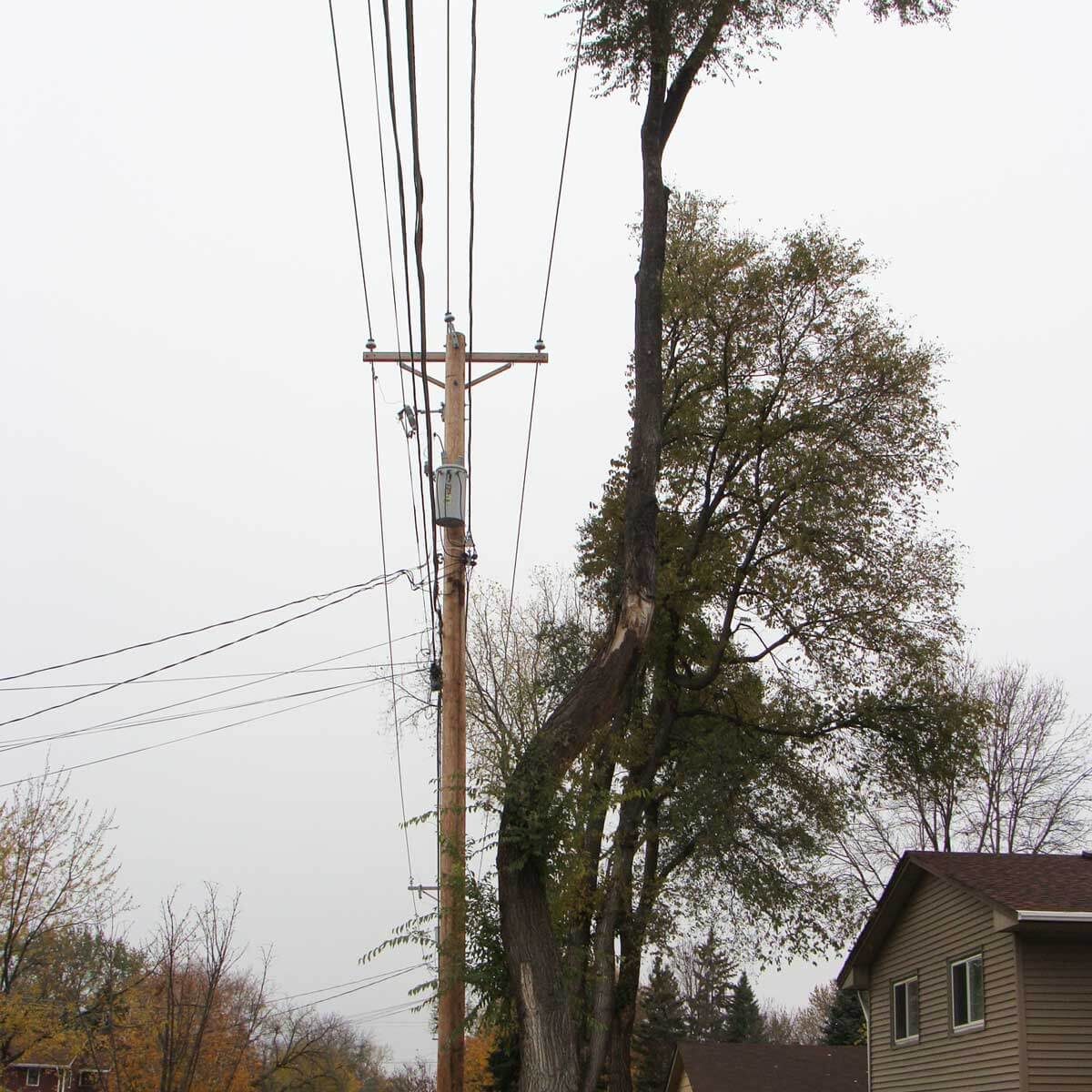 A tall tree leans towards overhead power lines, partially obscuring a nearby house in an overcast suburban setting.