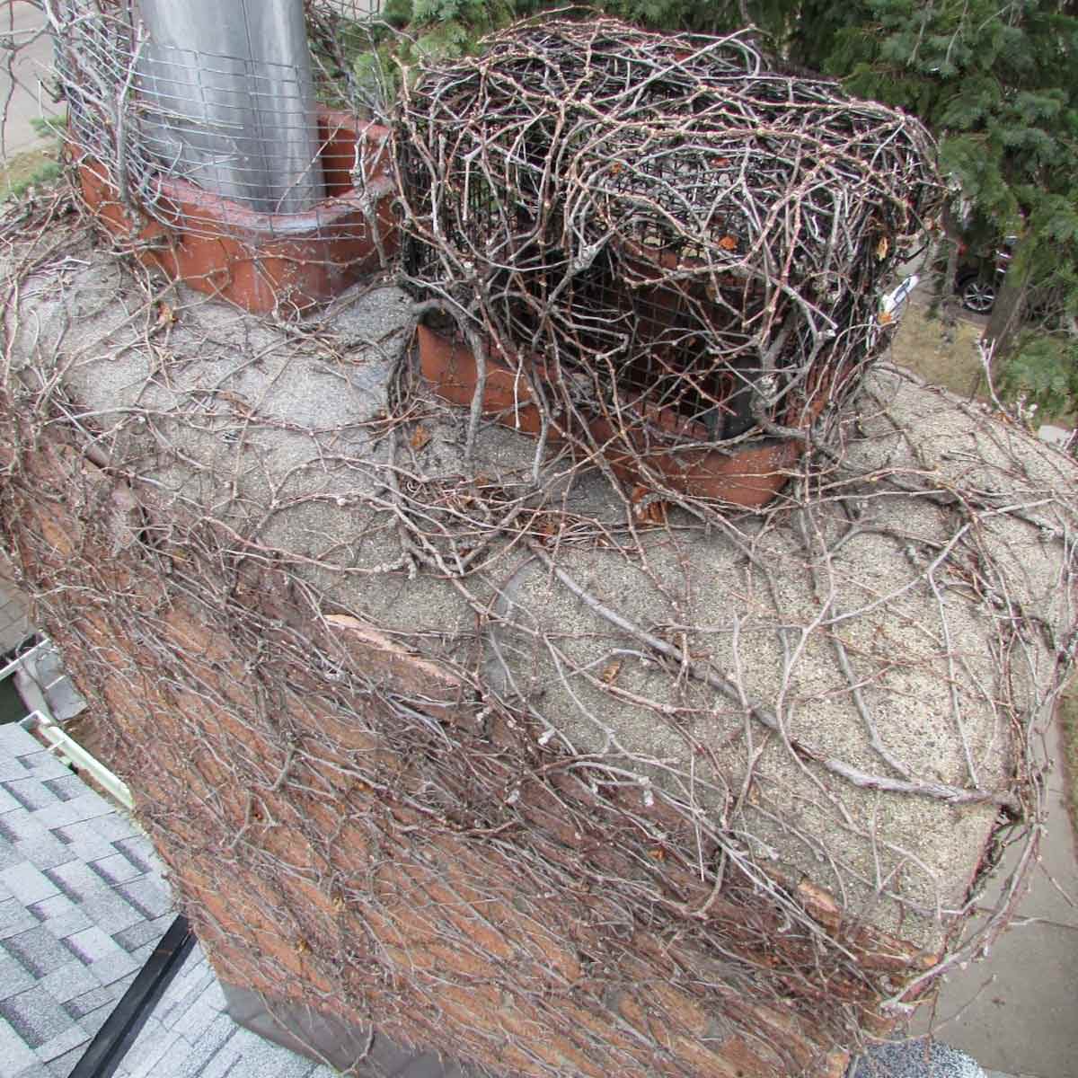 Grow your own hardware cloth