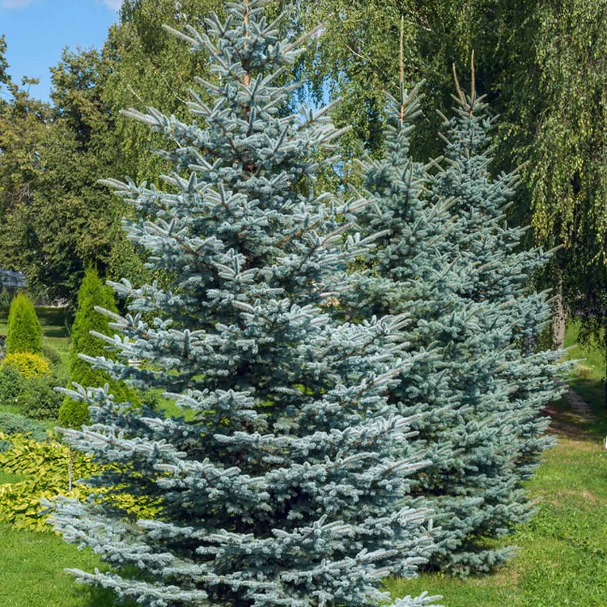 colorado-blue-spruce-shutterstock_305886290