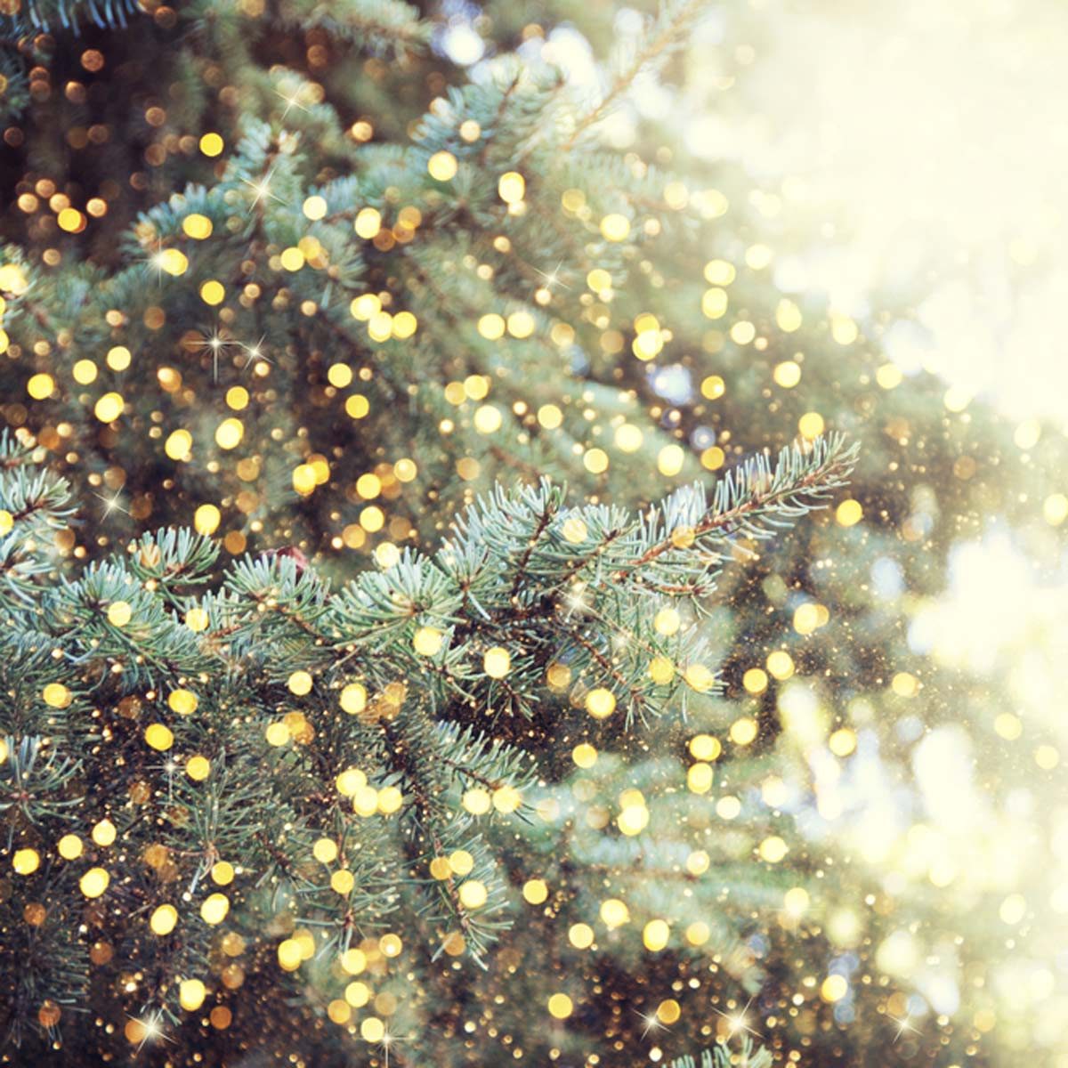 A green pine branch glimmers with golden lights, creating a festive atmosphere amidst a soft, blurred background of overlapping greenery and light.