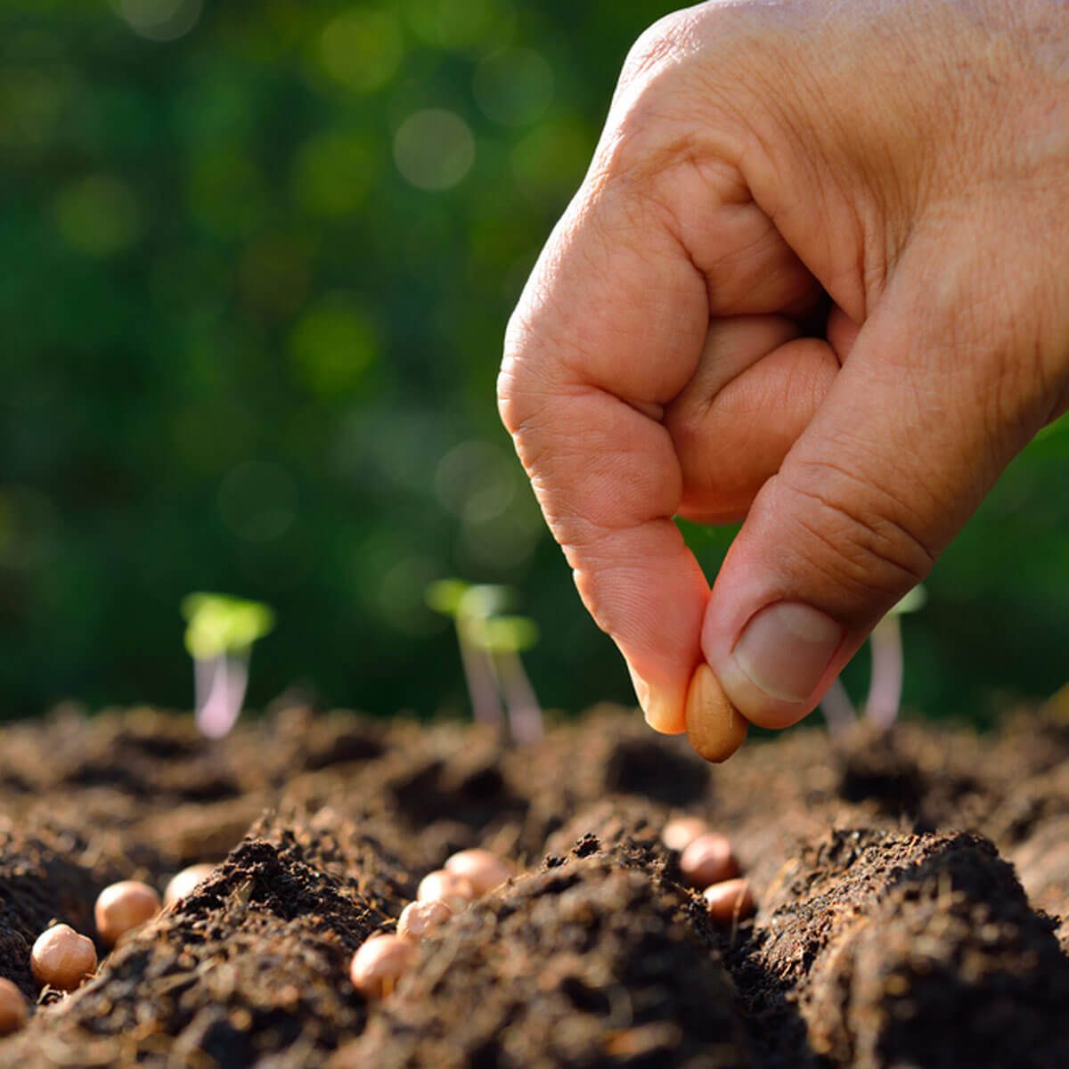 A hand is planting a seed into dark soil, surrounded by small green sprouts emerging in a blurred, natural background.