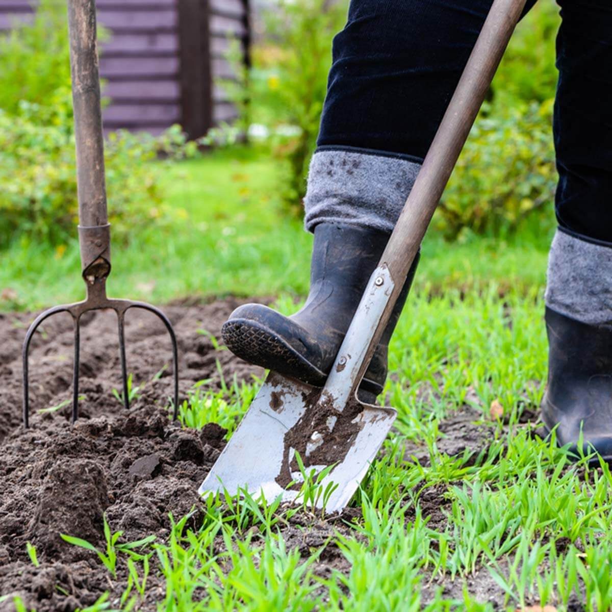A person in black rubber boots digs into soil with a shovel, surrounded by green grass and plants, beside a garden fork.