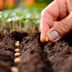 When to Plant Vegetables According to a Planting Calendar