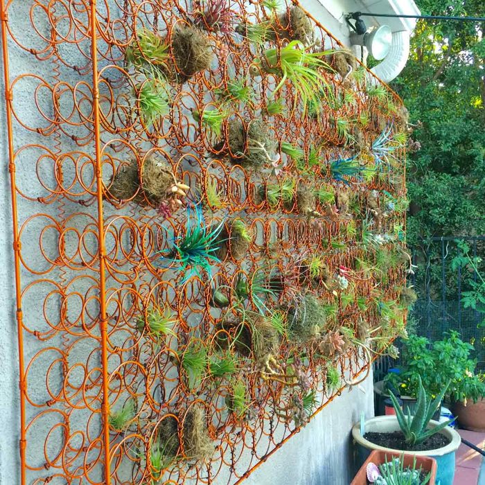 An orange wire grid displays various air plants attached to soil-filled baskets, set against a concrete wall amid greenery and potted plants below.