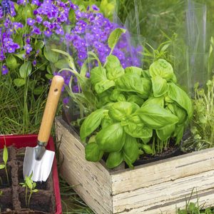A garden trowel rests beside a small planter, with vibrant basil leaves growing in a wooden box, surrounded by purple flowers and lush grass.