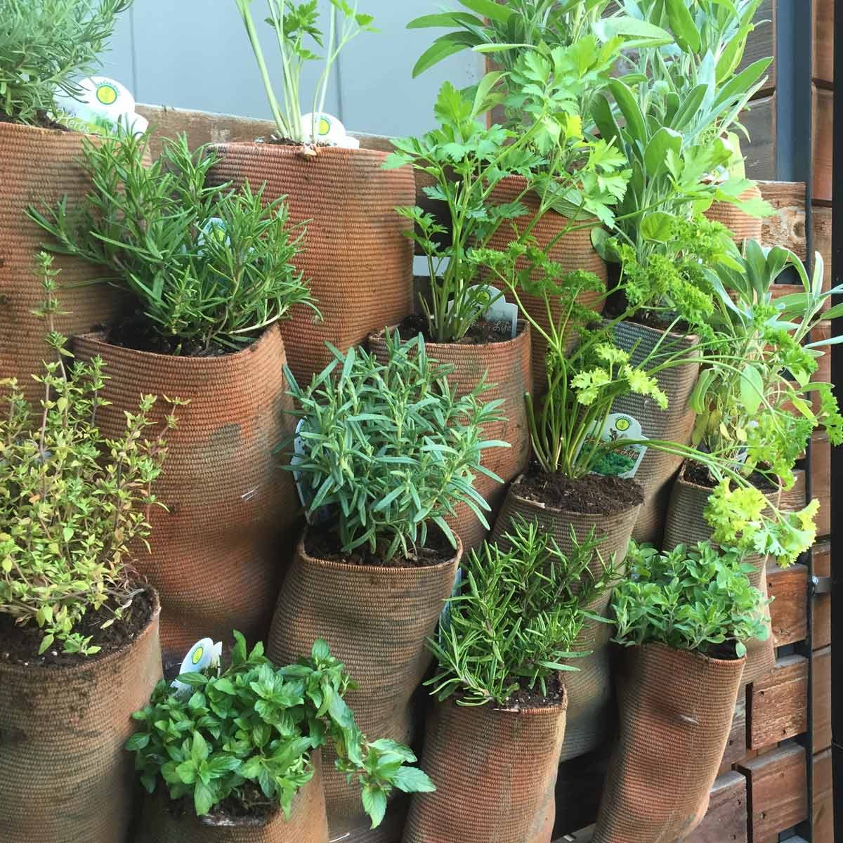 Fire Hose plant Wall