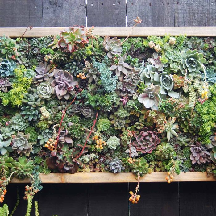 A vibrant wall-mounted garden filled with various succulent plants, showcasing diverse colors and textures, set against a dark wooden background.