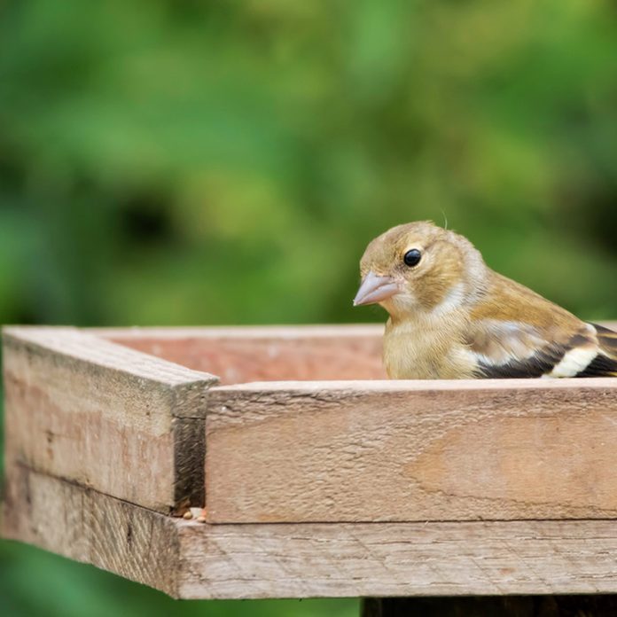 Simple wood tray bird feeder
