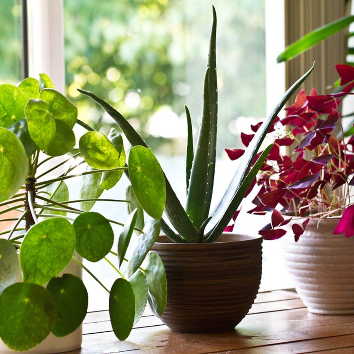 Three potted plants with varying shapes and colors are positioned on a wooden surface, illuminated by natural light from a nearby window.