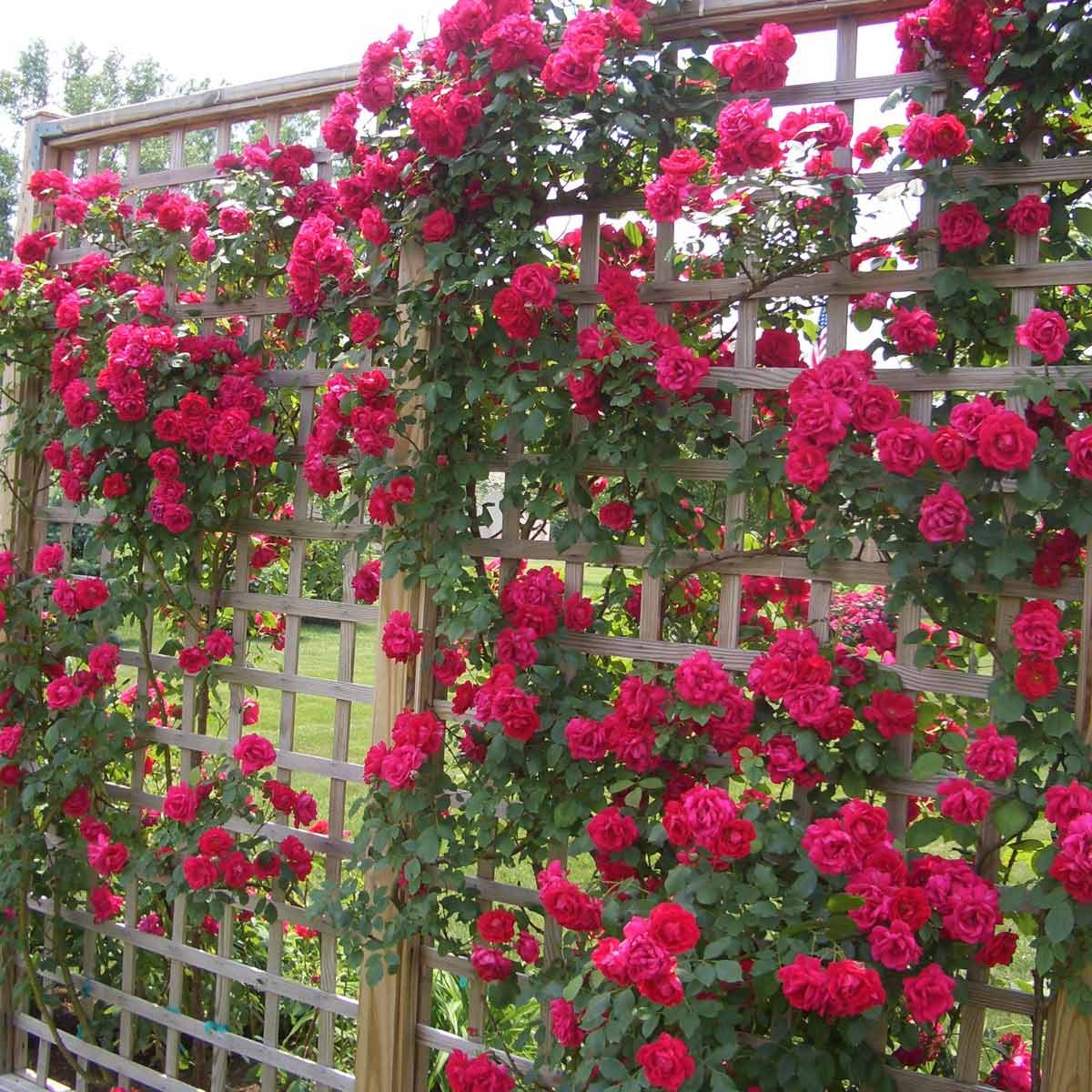 trellis flower wall