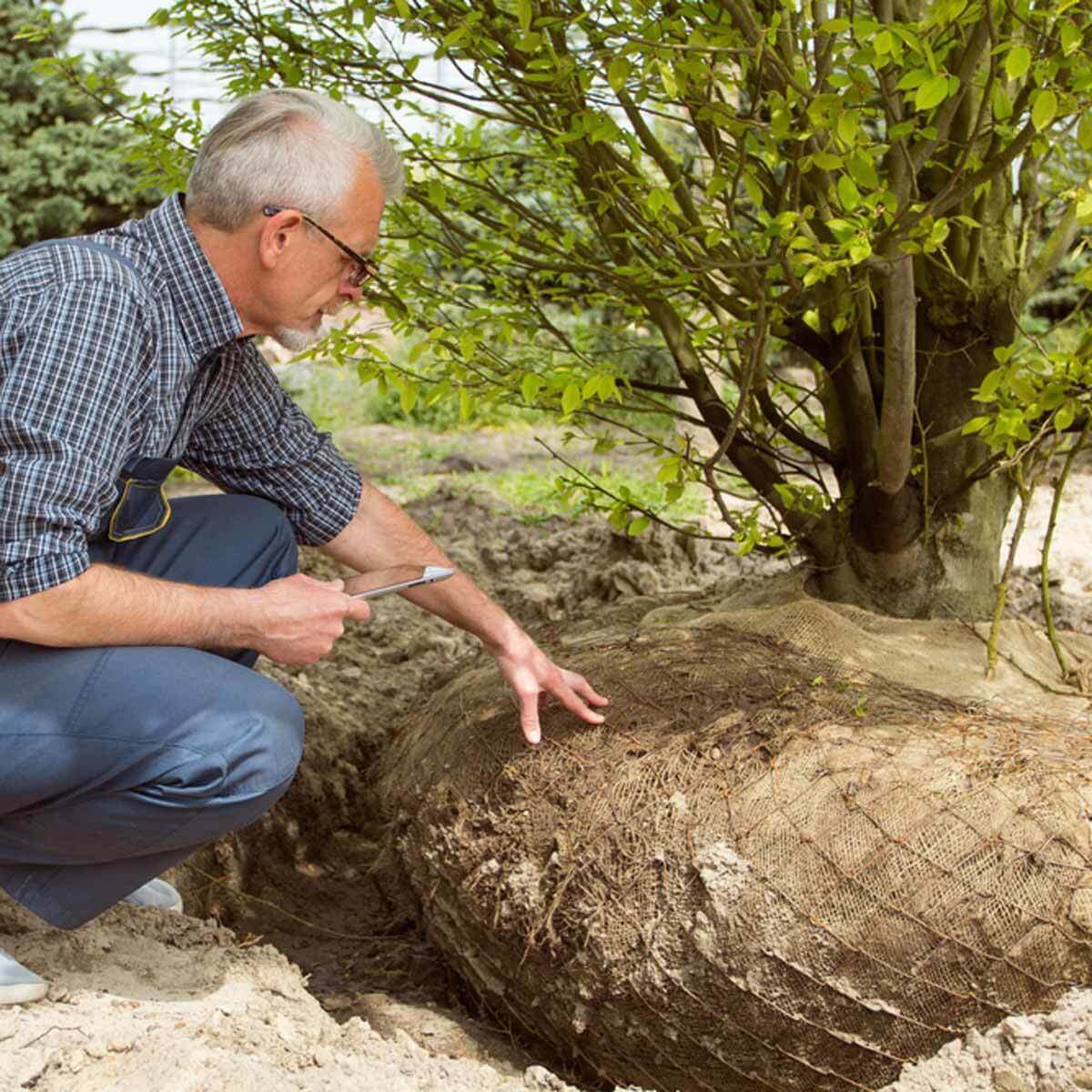 Balled-and-Burlapped Trees