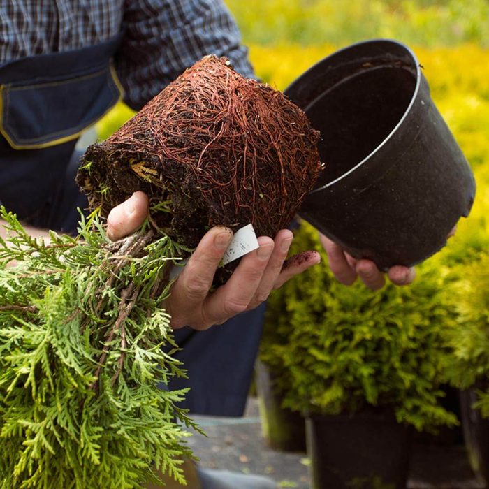 Removing rootbound evergreen tree from pot
