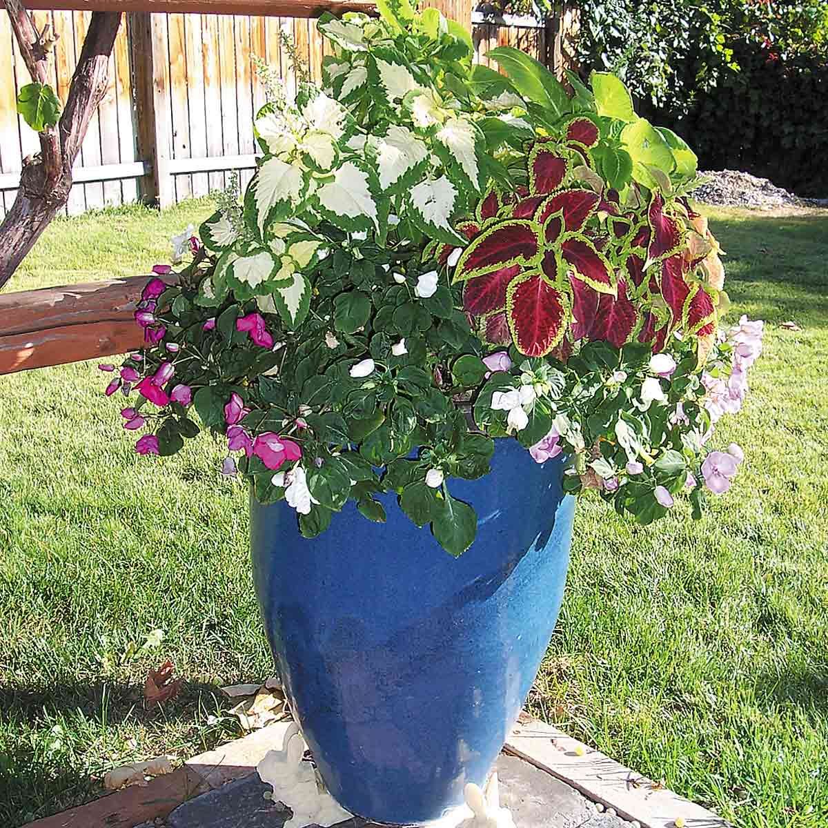 blue flower container mini gardens