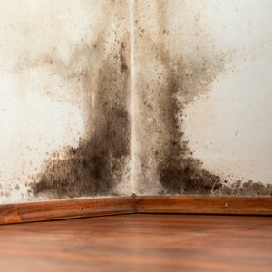 Mold stains cover the wall’s corner, spreading upwards, contrasting with the clean, wooden floor below in a dim indoor setting.