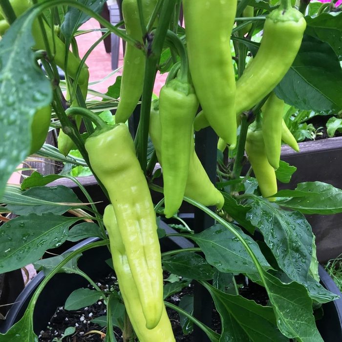growing banana peppers