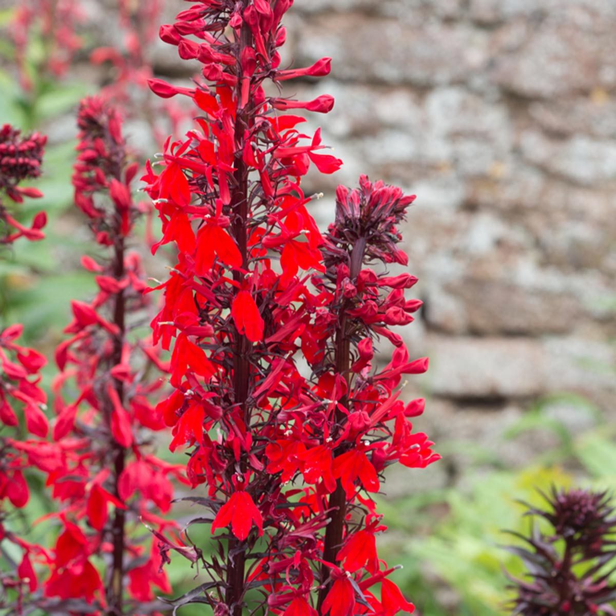 Cardinal Flower