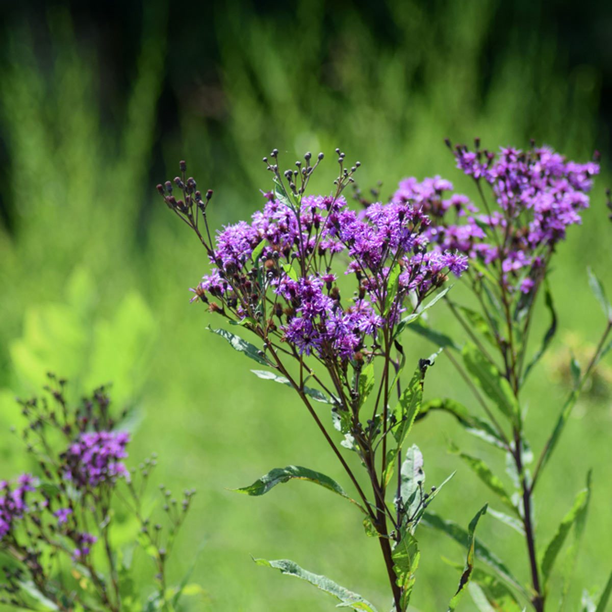 Prairie Ironweed