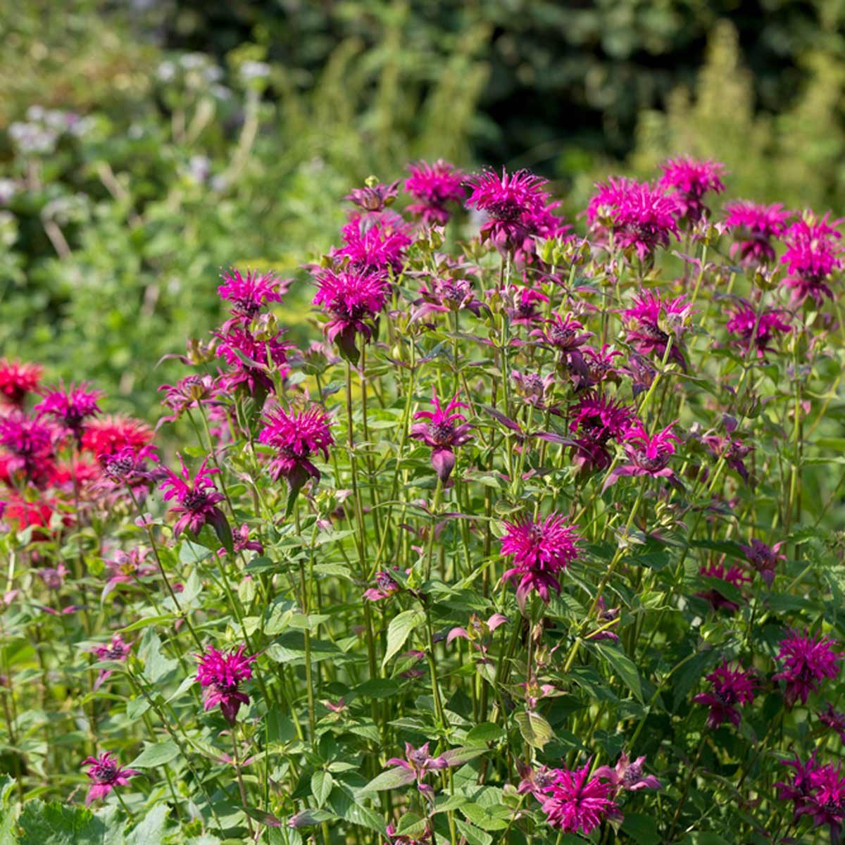 Scarlet Bee Balm