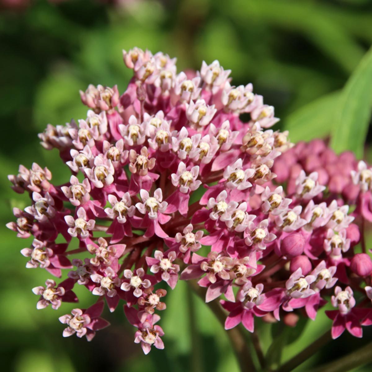 Swamp Milkweed