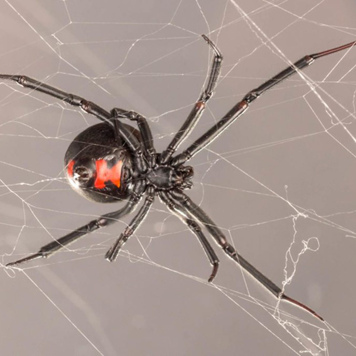 A black widow spider hangs in its web, with its distinctive red hourglass marking visible, in a neutral background.