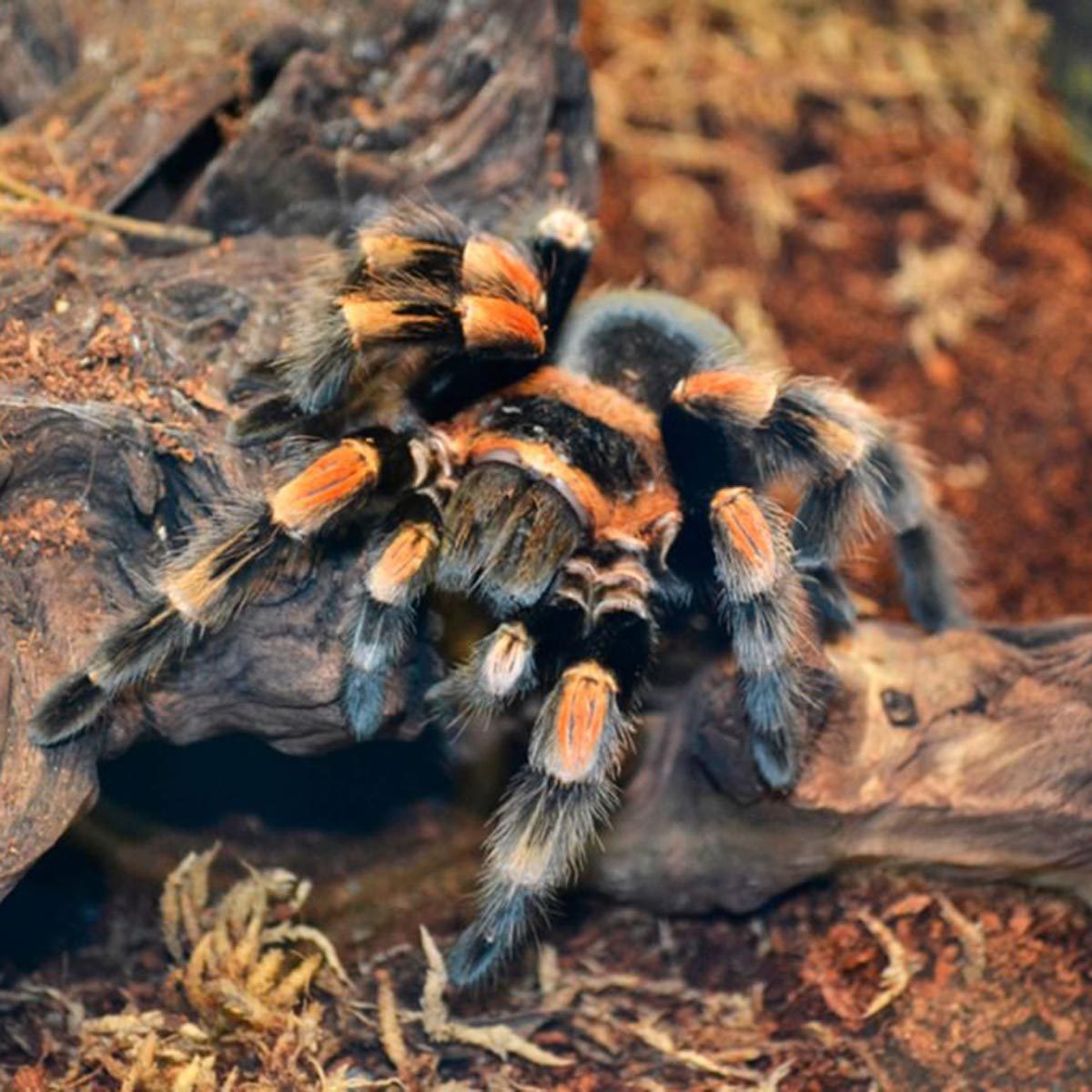 A tarantula crawls over a textured log in a natural environment filled with soil and shredded plant material.