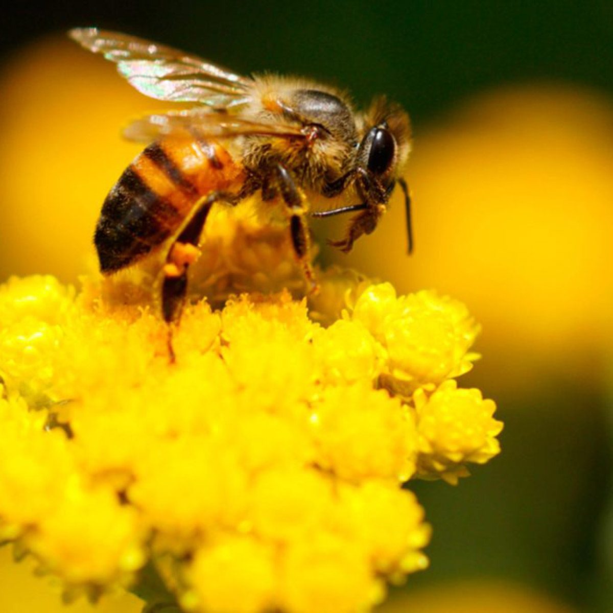 A bee collects nectar from bright yellow flowers, surrounded by a blurred green and yellow background, indicating a sunny outdoor environment.