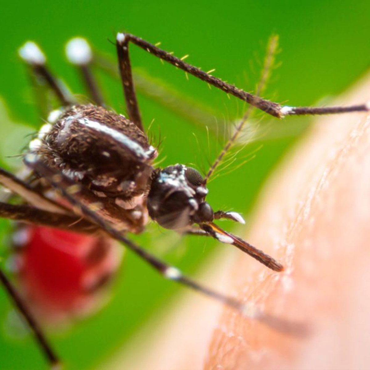 A mosquito is feeding on skin, with its mouthpart embedded; a blurred background of green foliage enhances the close-up of the insect.