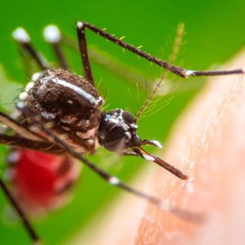 A mosquito is feeding on skin, with its mouthpart embedded; a blurred background of green foliage enhances the close-up of the insect.