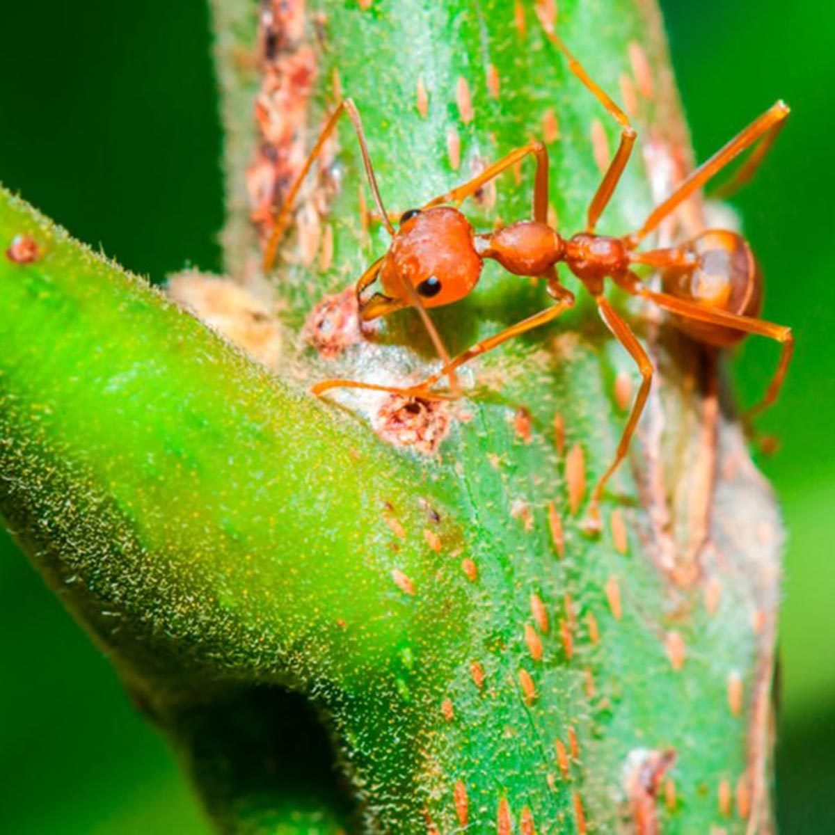 An orange ant navigates a textured green plant surface, seeming to inspect small holes while surrounded by blurred greenery.