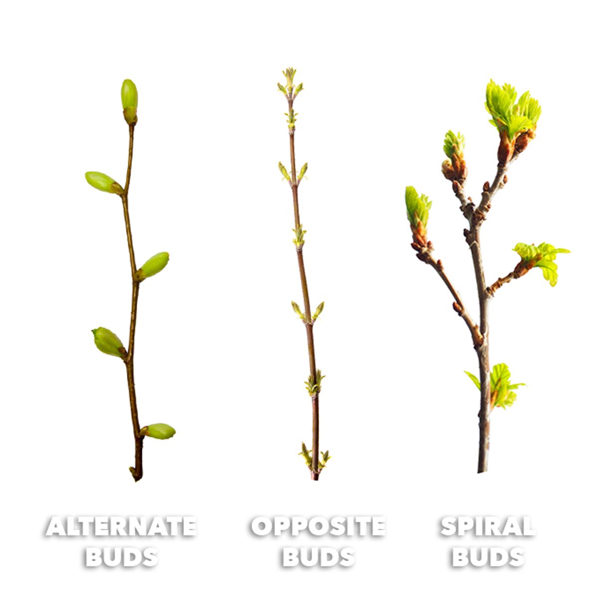 identifying tree types by their buds