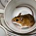 Here’s Why Having a Mouse Problem Is Worse Than You Thought