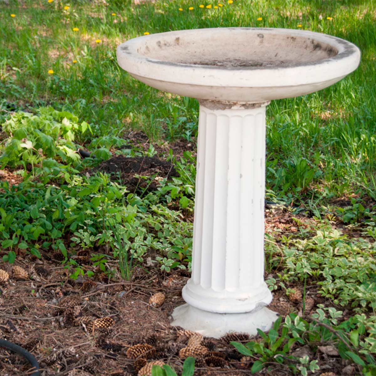 A white birdbath stands on a columned pedestal, surrounded by green grass and small plants, with pinecones scattered on the ground nearby.