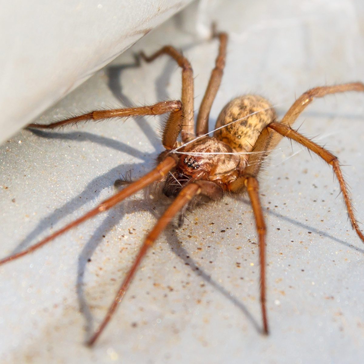 A brown spider with long legs is crawling on a light-colored surface, partially hidden under an object, displaying a natural, textured appearance.